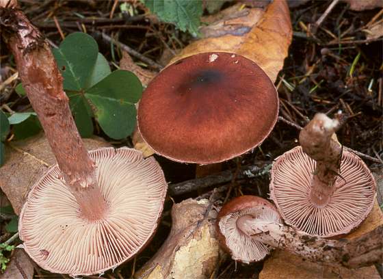 Limacella glioderma group